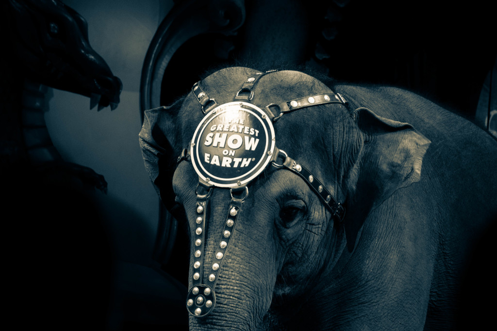 Elephant in the Room