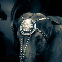 Elephant in the Room